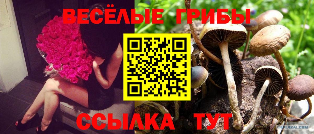 Галлюциногенные грибы Psilocybine cubensis  Галлюциногенные грибы ЛСД  купить наркотик  Заводоуковск  Вход с VPN 